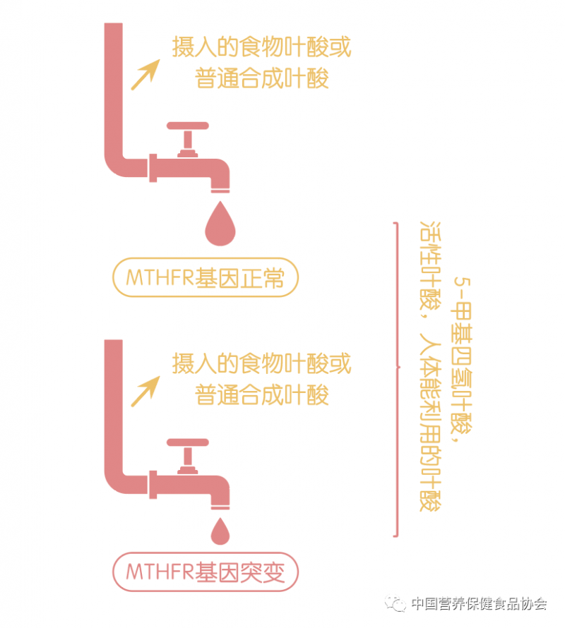 叶子5